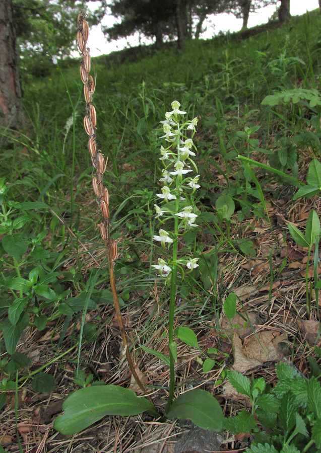 Изображение особи Platanthera chlorantha.