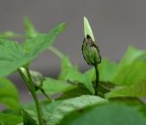 Calystegia sepium