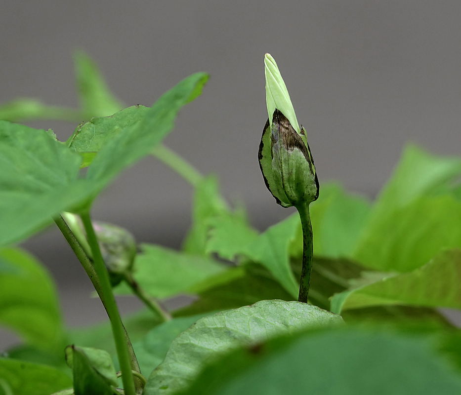 Изображение особи Calystegia sepium.