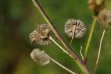 Malva moschata. Плод со стороны плодоножки. Ленинградская обл., Всеволожский р-н, окр. пос. Куйвози, в культуре. 23.09.2017.