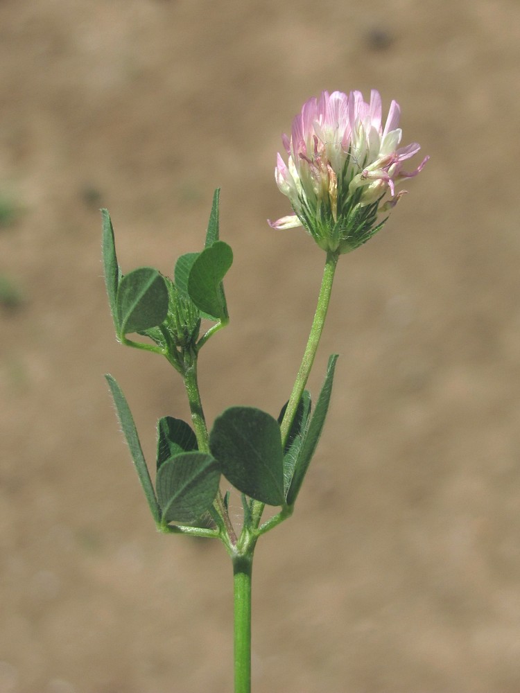 Image of Trifolium echinatum specimen.