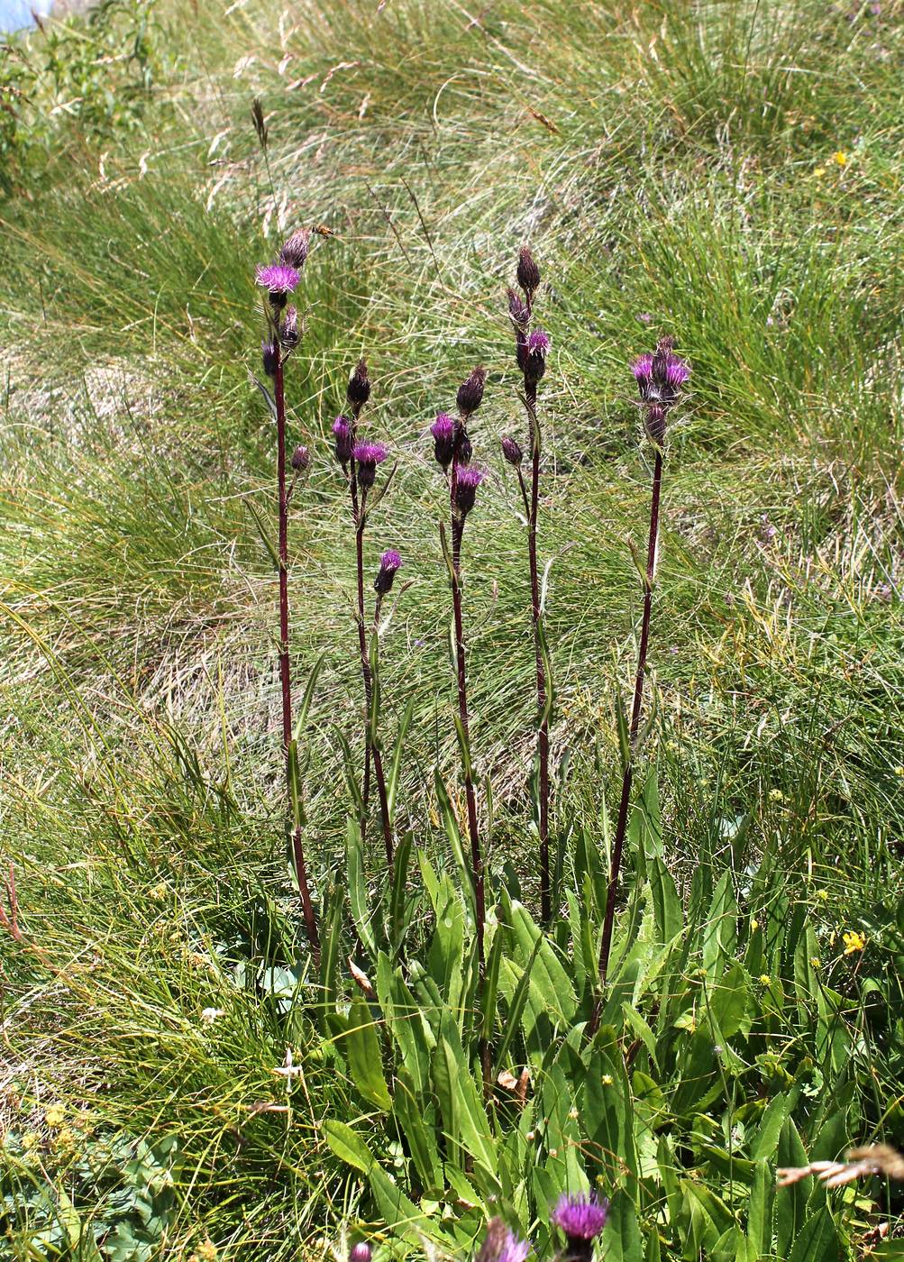 Image of Cirsium simplex specimen.