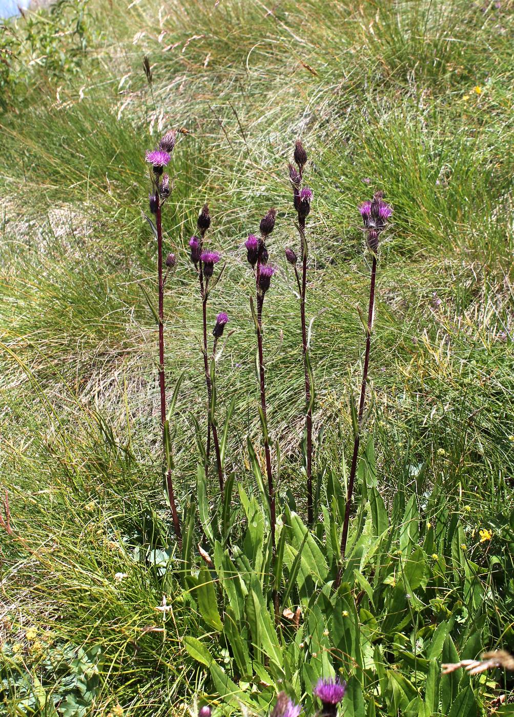 Изображение особи Cirsium simplex.