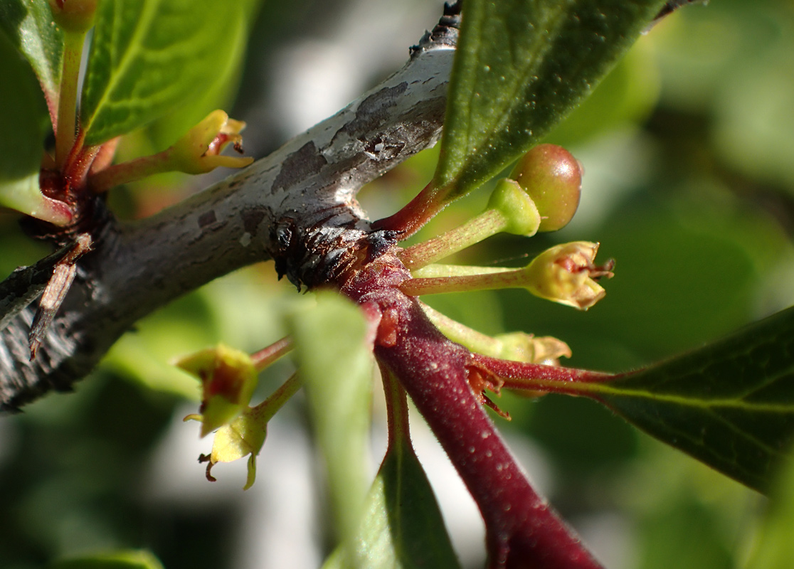 Изображение особи Rhamnus lycioides ssp. oleoides.