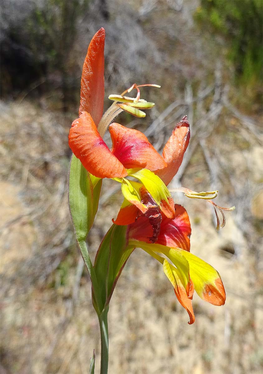 Изображение особи Gladiolus alatus.