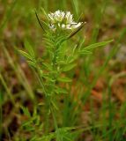 Cardamine impatiens