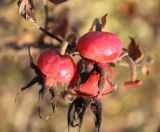 Rosa rugosa. Плоды. Московская обл., Воскресенский р-н, дачный пос. Белое озеро, в озеленении. 5 ноября 2018 г.