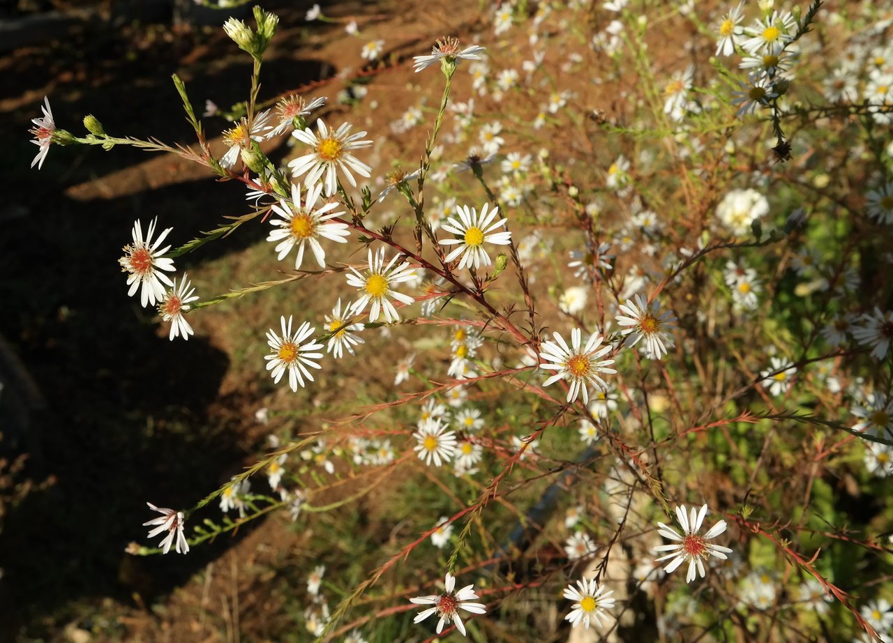 Image of genus Symphyotrichum specimen.