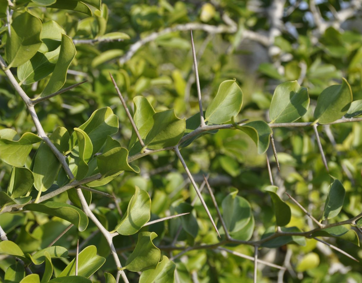 Image of Dovyalis caffra specimen.