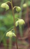 Pyrola chlorantha