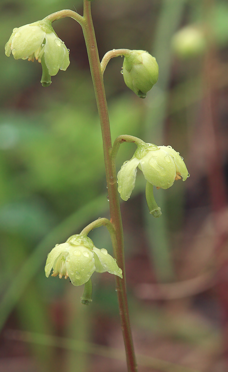 Изображение особи Pyrola chlorantha.