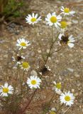 genus Tripleurospermum