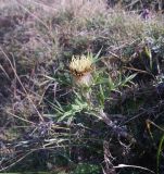 род Cirsium. Верхушка цветущего растения. Грузия, край Самцхе-Джавахети, Аспиндзский муниципалитет, Эрушетское нагорье, окр. урочища с. Агара, обочина грунтовой дороги, выс. ок. 1830 м н.у.м. 14.10.2018.