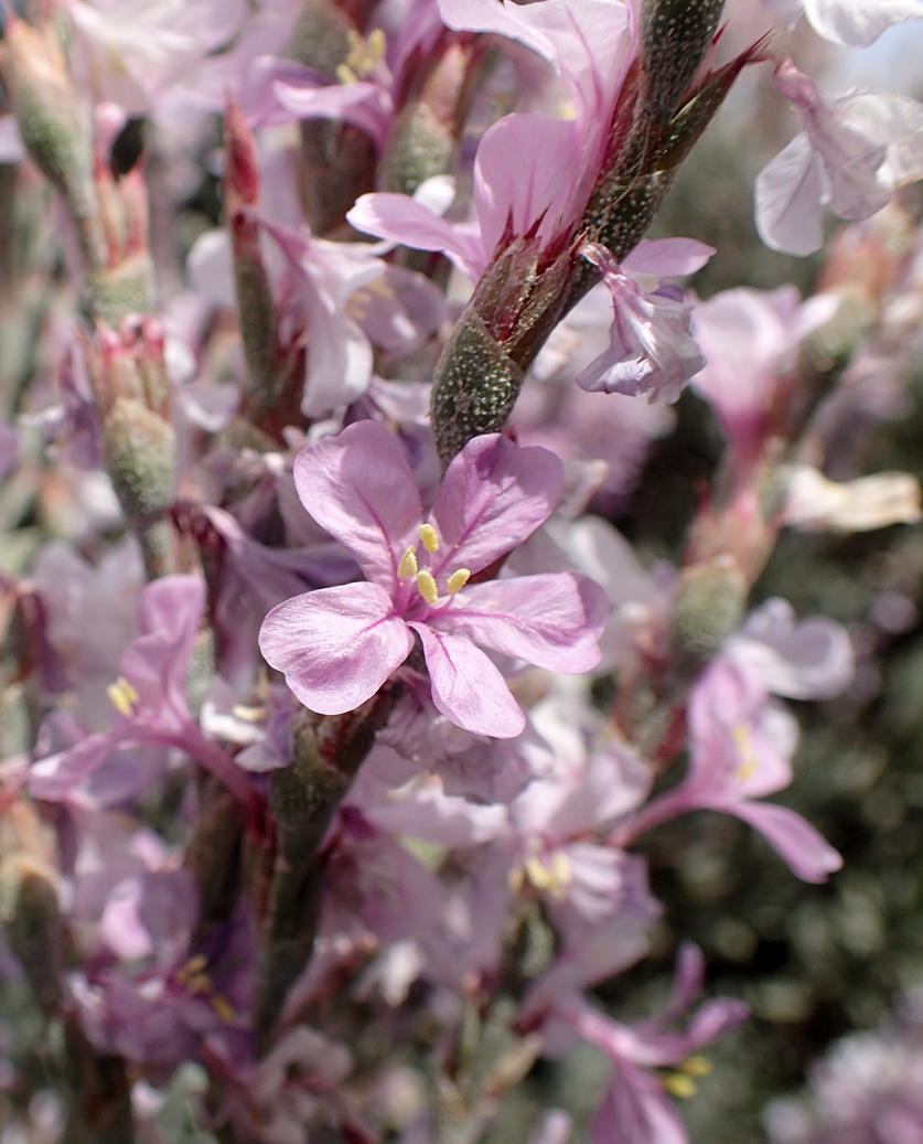 Image of Limoniastrum monopetalum specimen.