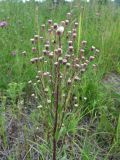 Erigeron uralensis