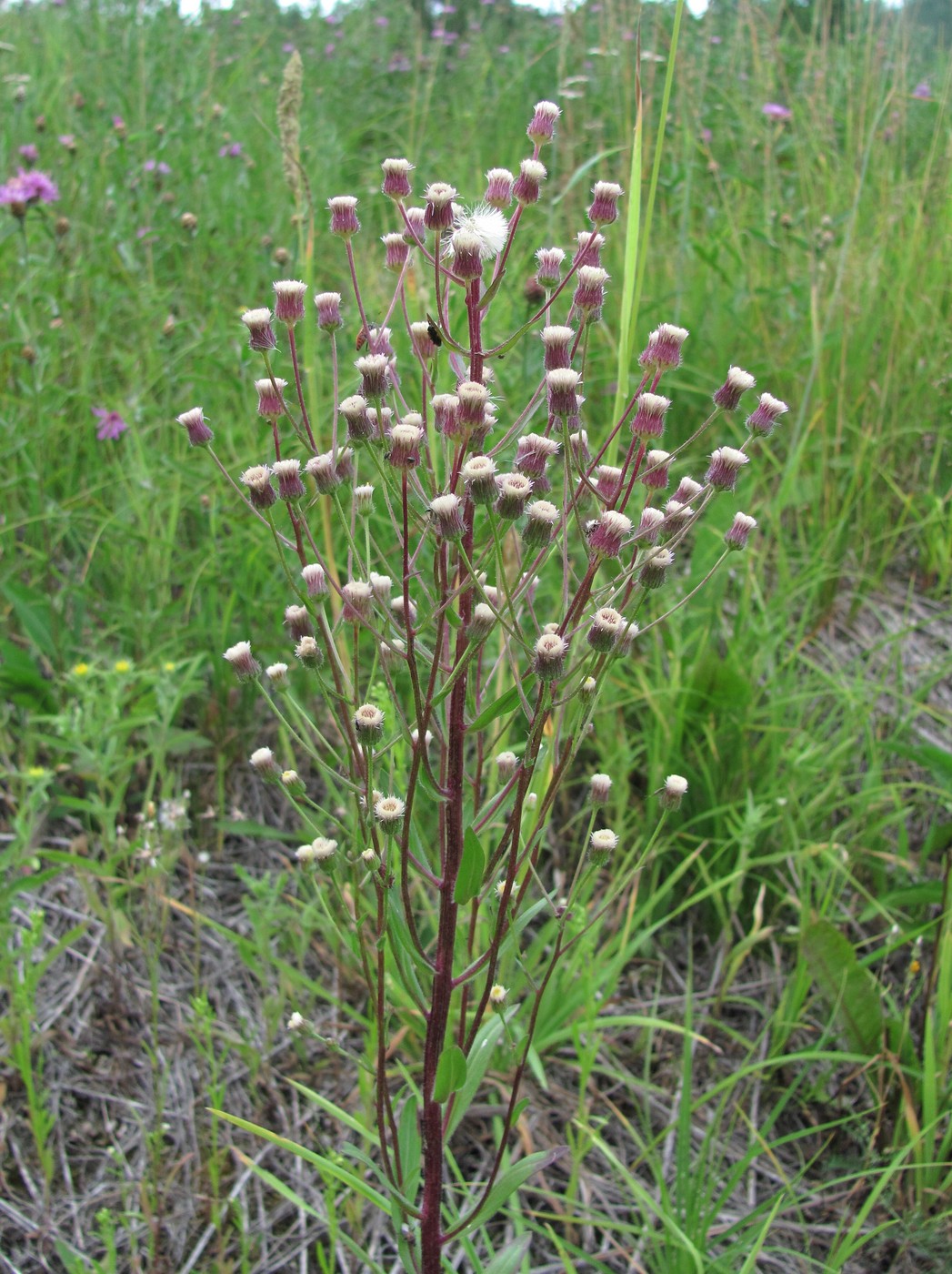 Изображение особи Erigeron uralensis.