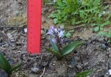 Hyacinthella litwinowii