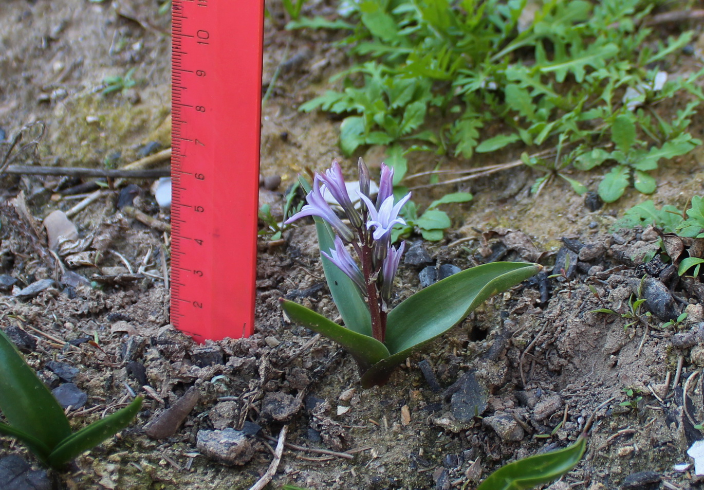 Image of Hyacinthella litwinowii specimen.