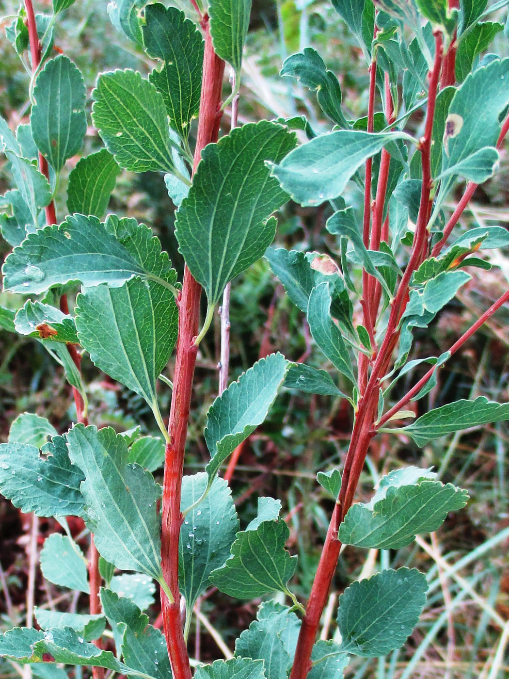 Изображение особи Spiraea crenata.