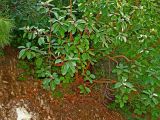 Arbutus andrachne