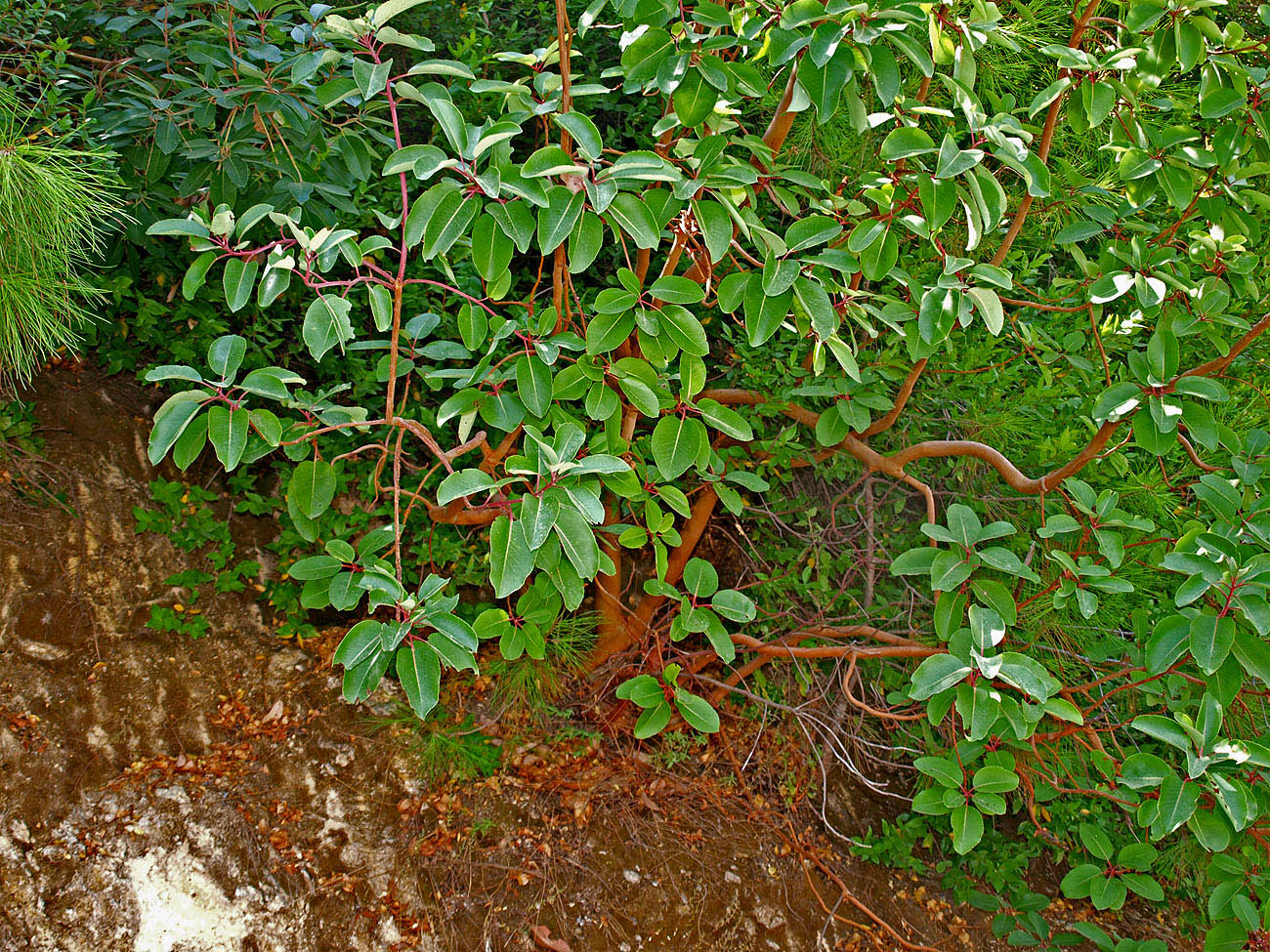 Image of Arbutus andrachne specimen.