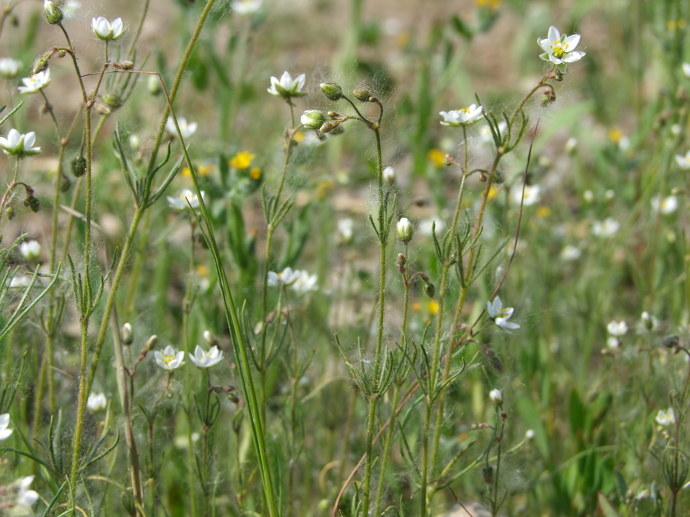 Изображение особи Spergula arvensis.