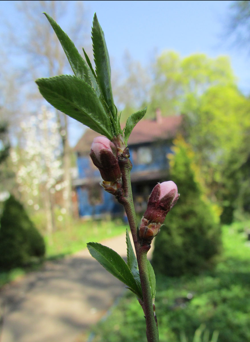 Изображение особи Persica vulgaris.