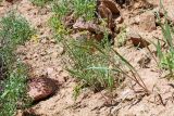 Scorzonera inconspicua. Цветущее растение. Узбекистан, Ташкентская обл., южный склон Чаткальского хребта, бассейн р. Ахангаран, Каттасай, выше пос. Янгиабад. 12.05.2019.