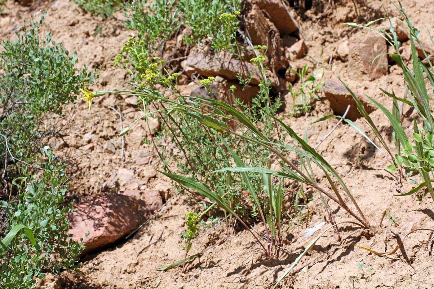 Image of Scorzonera inconspicua specimen.