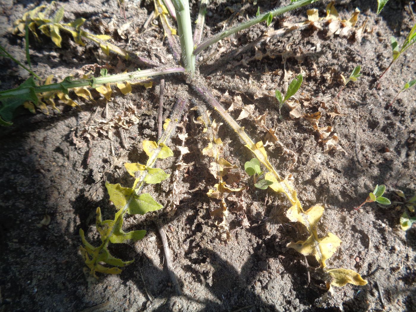 Image of Sisymbrium altissimum specimen.