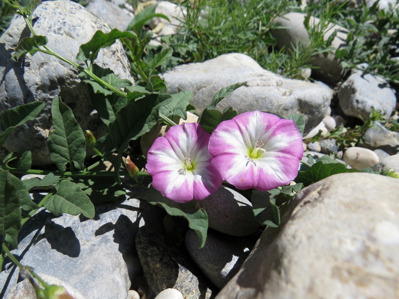 Image of Convolvulus arvensis specimen.