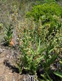 Epipactis veratrifolia