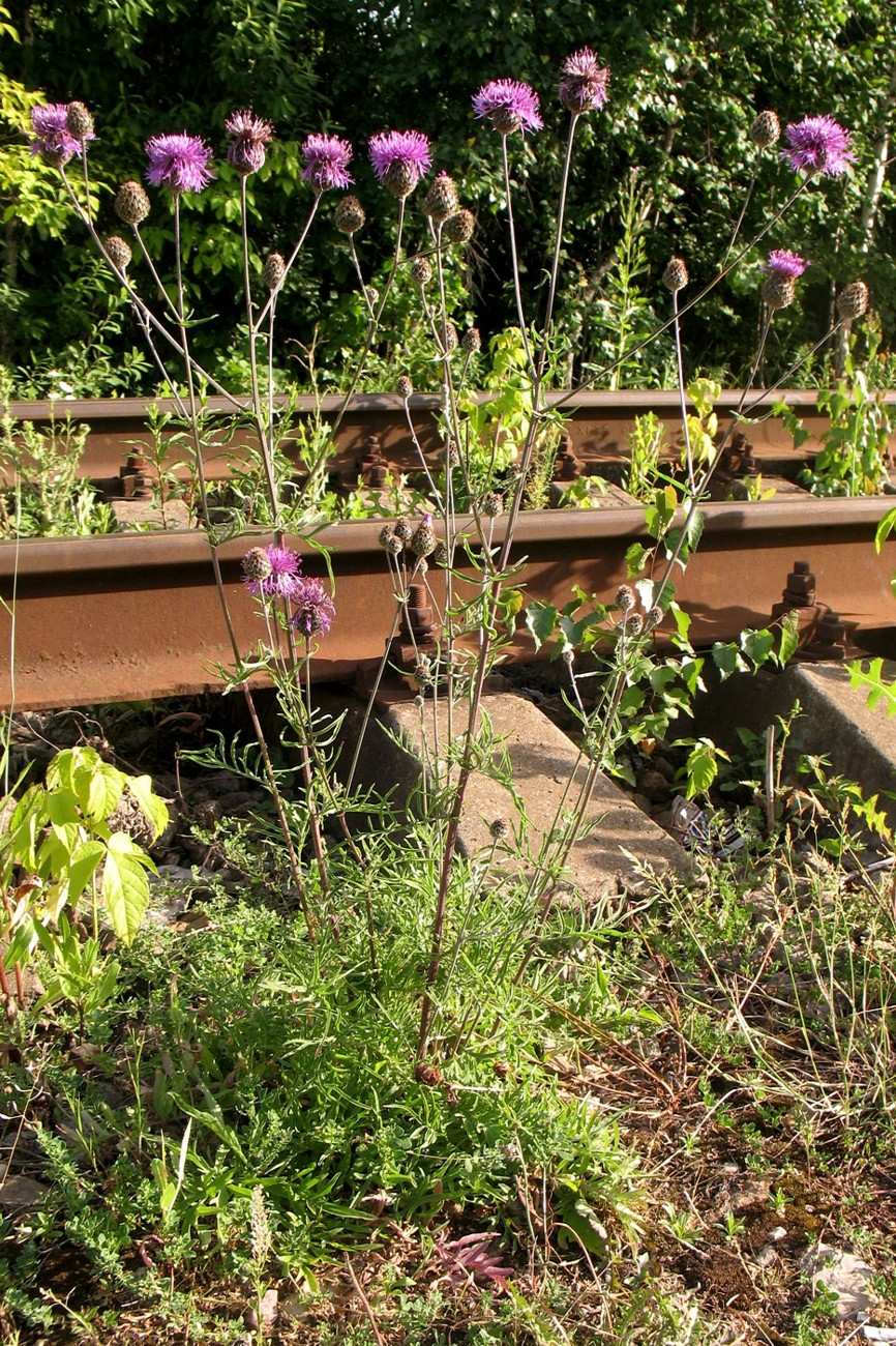 Image of Centaurea scabiosa specimen.