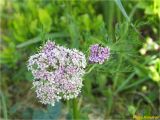 Mutellina adonidifolia