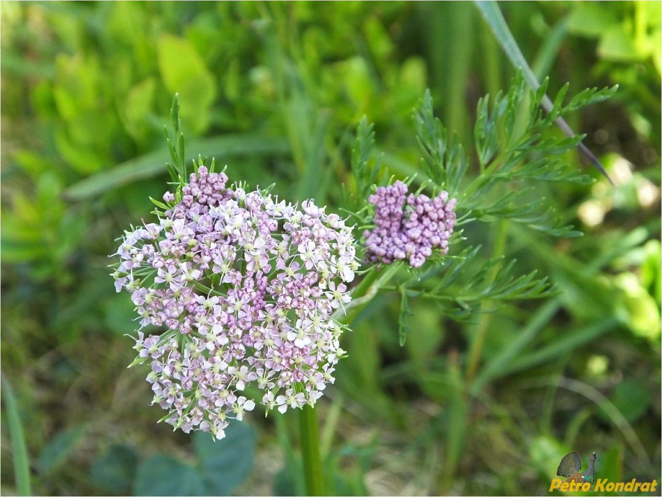 Изображение особи Mutellina adonidifolia.