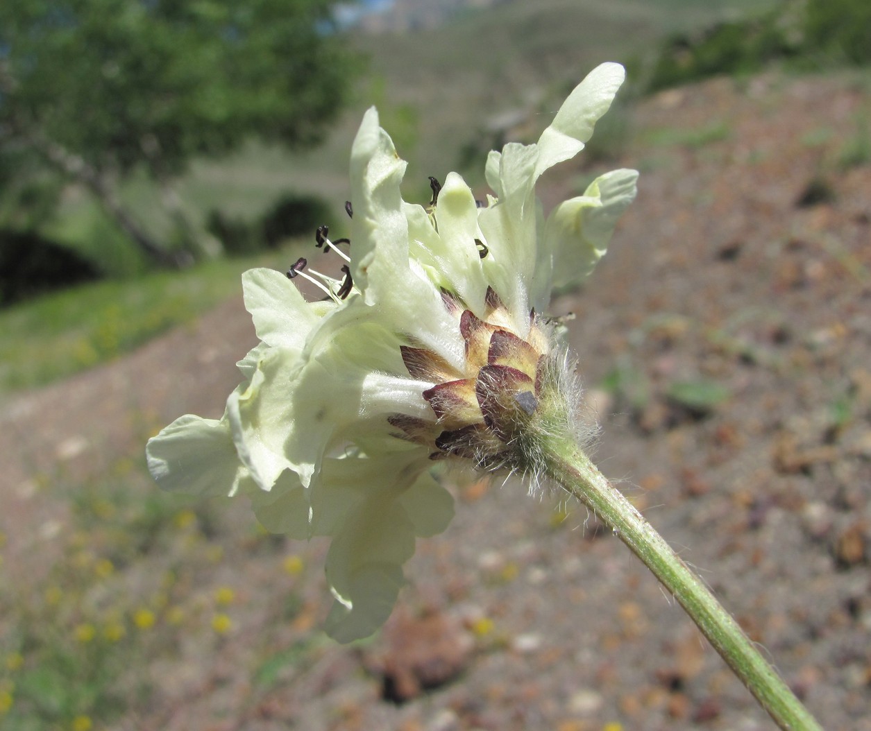 Изображение особи Cephalaria dagestanica.