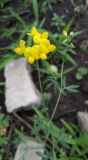 Lotus corniculatus