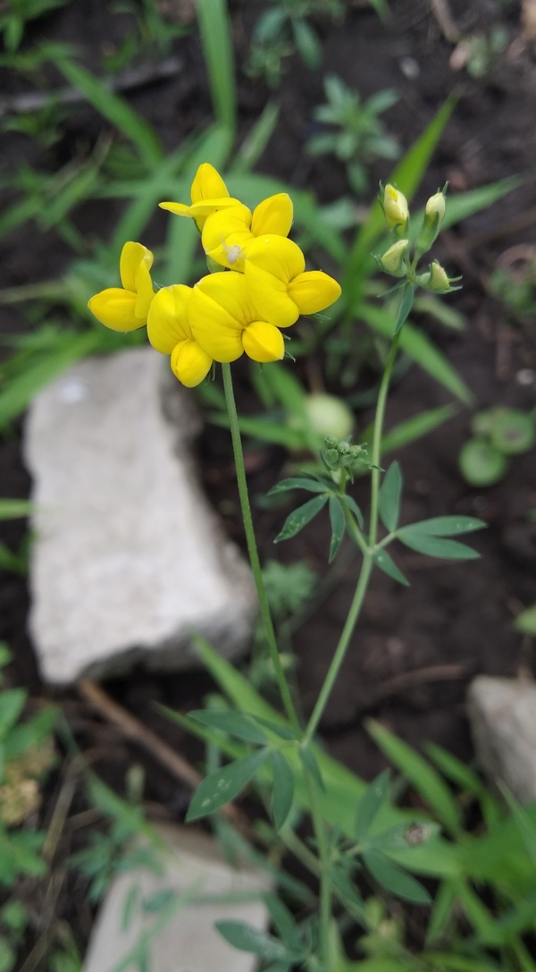 Image of Lotus corniculatus specimen.