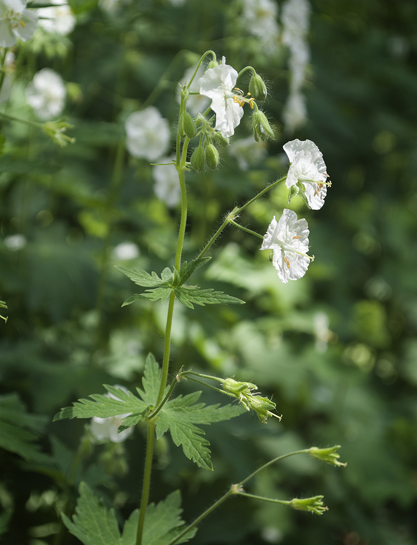 Изображение особи Geranium phaeum.