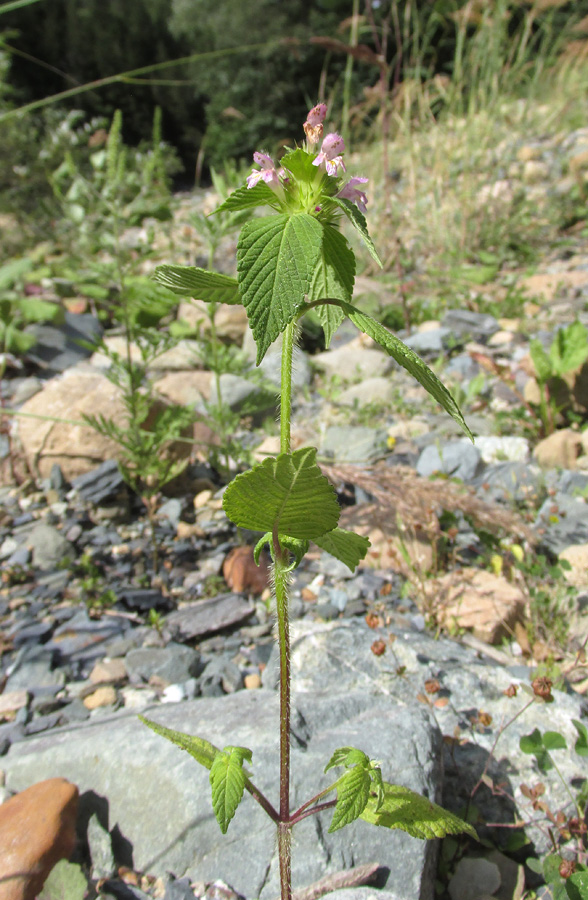 Image of Galeopsis bifida specimen.