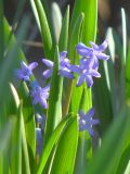 Hyacinthus orientalis