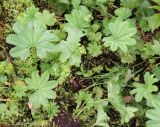 Alchemilla glabra