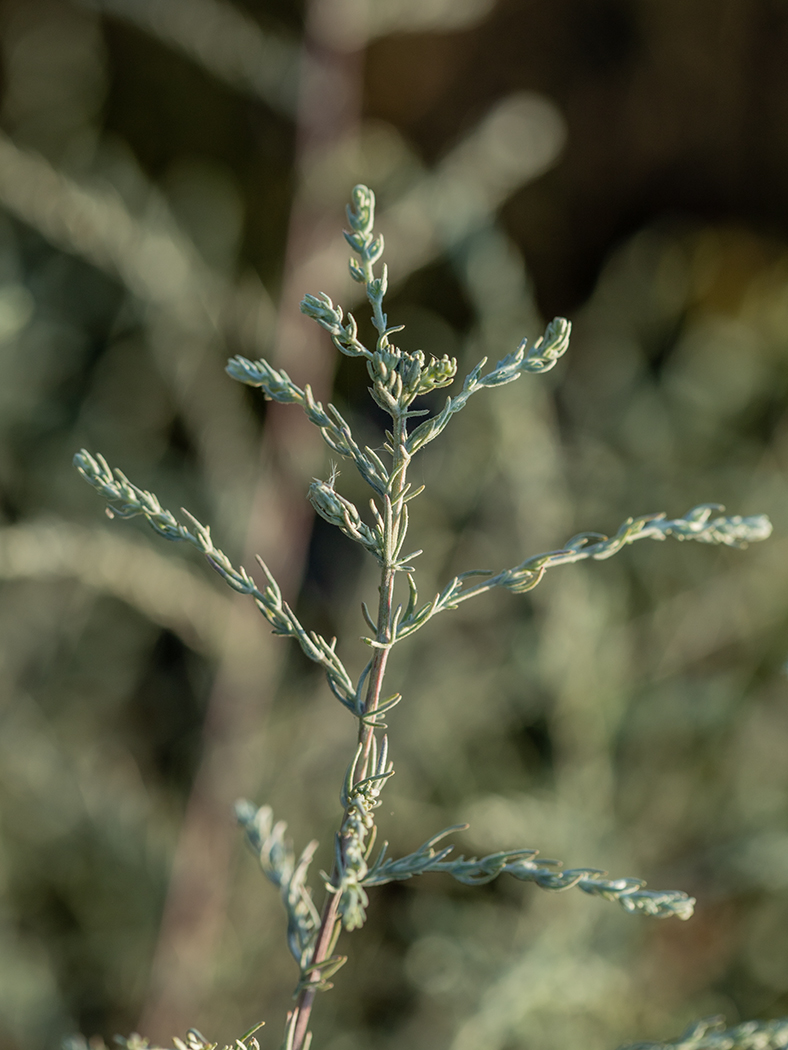 Image of genus Artemisia specimen.