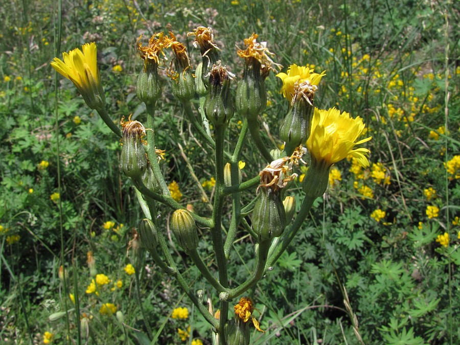 Изображение особи Crepis pannonica.