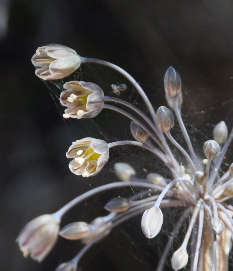 Изображение особи Allium autumnale.