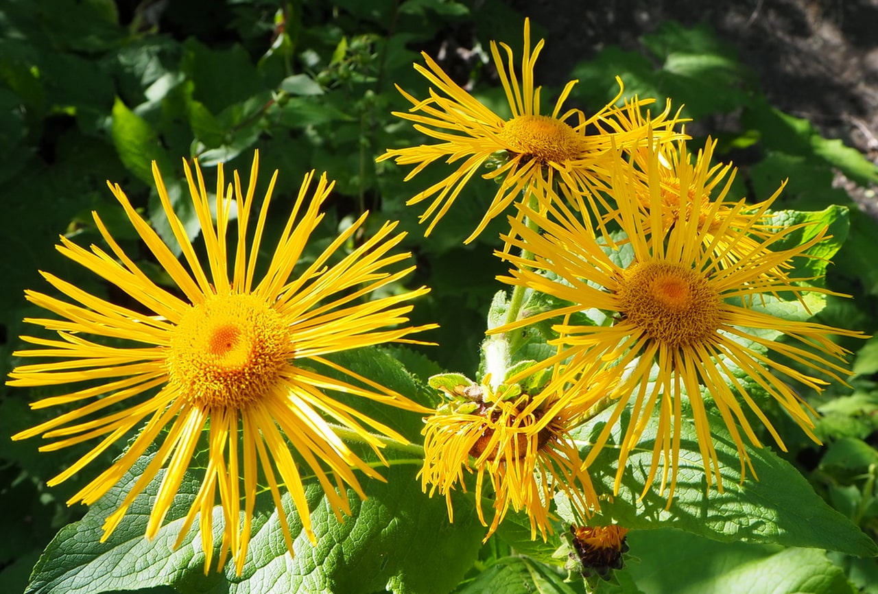 Image of Inula magnifica specimen.