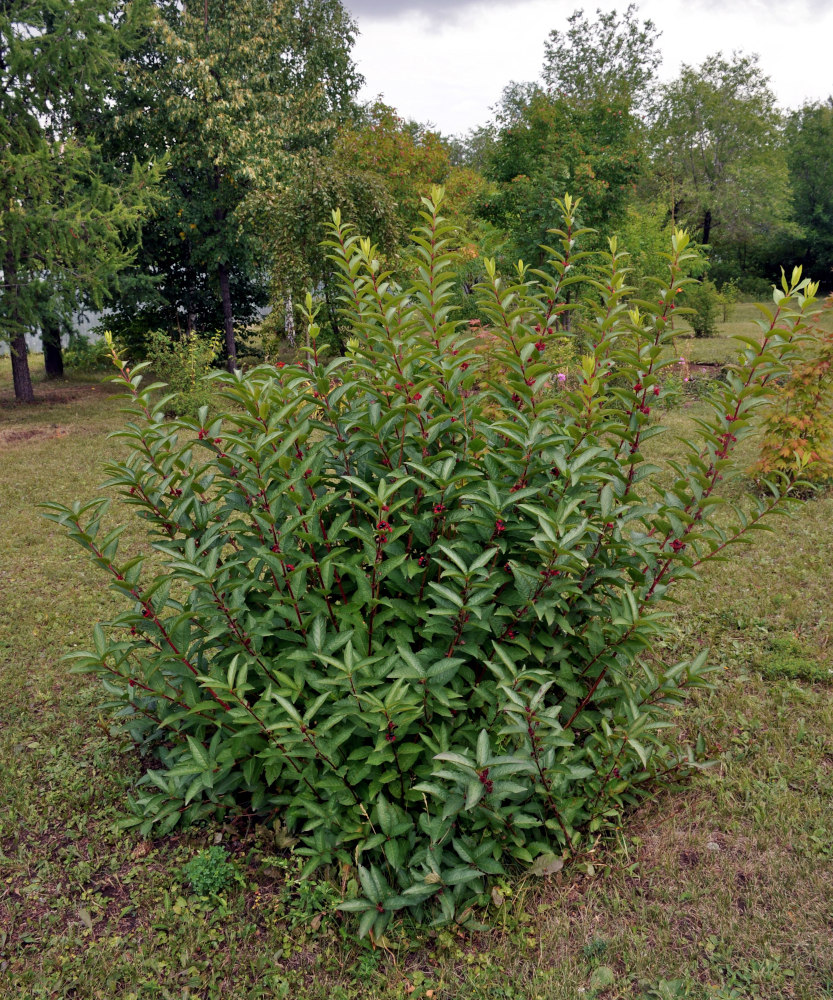 Image of Lonicera involucrata var. ledebourii specimen.