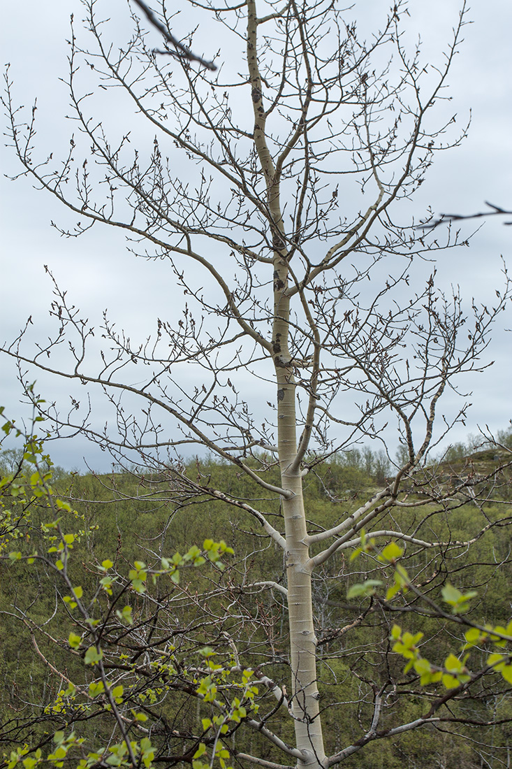 Image of Populus tremula specimen.