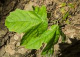 Platanus orientalis