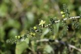 Asparagus acutifolius